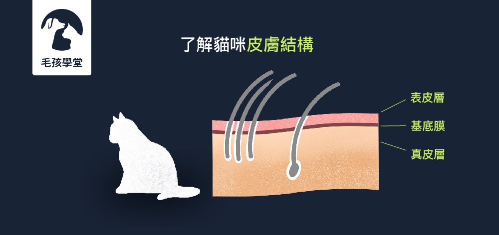 原來貓咪的皮膚結構與人類不一樣!? 從了解貓咪皮膚發現貓咪的與眾不同